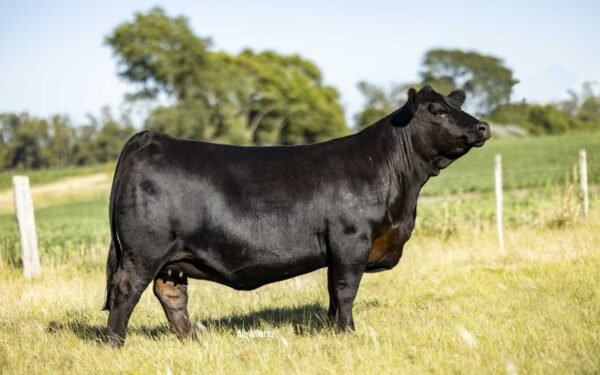 Lote 1 - Reproductor XX
